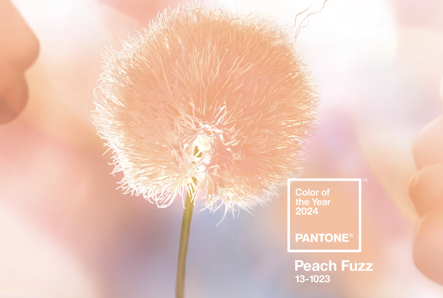 Pantone declares Peach Fuzz as the Color of the Year for 2024